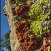Red and Green Lichen