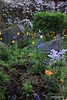 Courtyard Garden series - May 25th