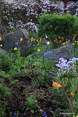 Courtyard Garden series - May 25th