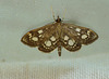 Phlyctaenia coronata