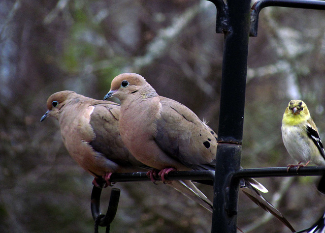 Mourning Doves and Goldfinch