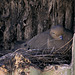 Dove Nesting in a Saguaro Cavity