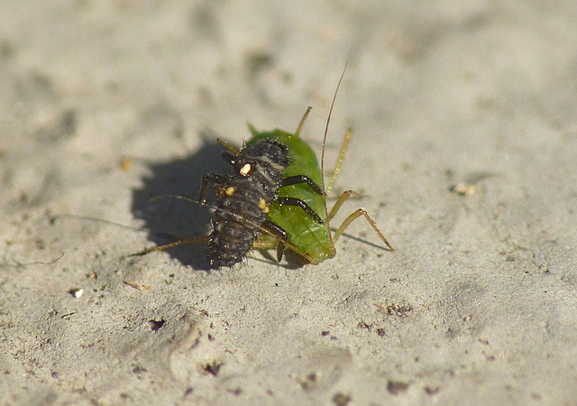 Patio Life: Ladybird Larva v Aphid