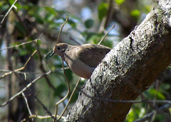 Mourning Dove