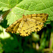 Speckled Yellow