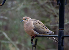 Mourning Dove