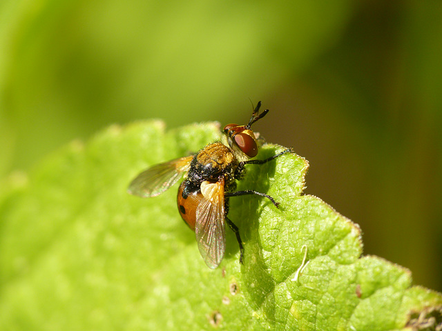 Gymnosoma rotundatum