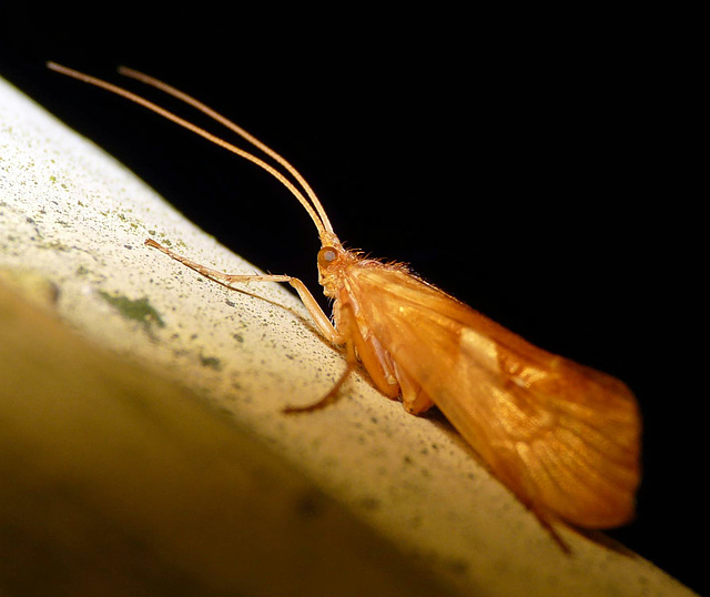 Limnephilus rhombicus -Caddis Fly 1