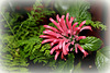 Justicia carnea
