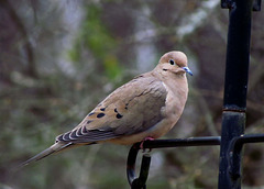 Mourning Dove