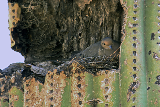 Dove in Saguaro