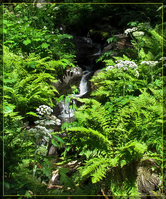 Waterfall with Ferns