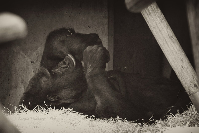 Bagira mit Baby (Hellabrunn)