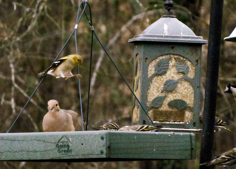 Goldfinch Dropping In