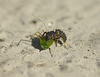 Patio Life: Ladybird Larva v Aphid