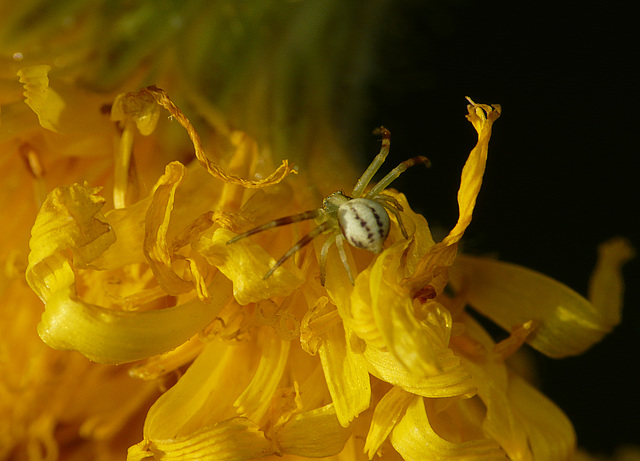 Unknown Crab Spider