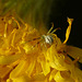 Unknown Crab Spider