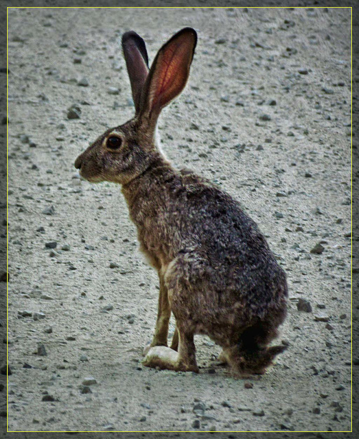 Jackrabbit in the Road