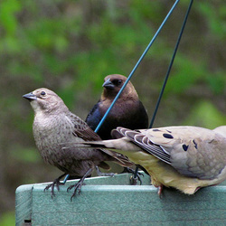 Brown-headed Cowbird Pair and Mourning Dove Brown-headed Cowbird Pair and Mourning Dove