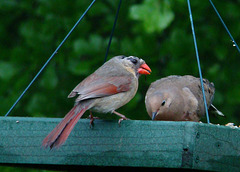 Female Cardinal Molting and a Mourning Dove
