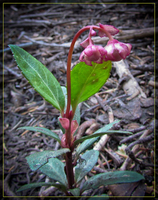 White-Veined Pyrola