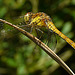 Common Darter