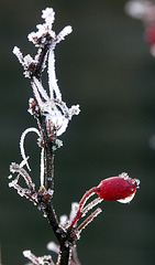 Berberis