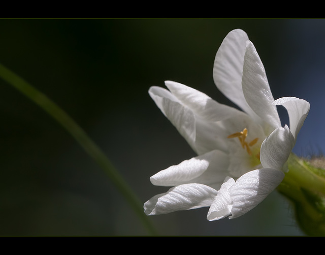 Campion Blossom