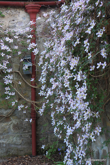 Courtyard Garden series - May 25th