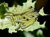 Patio Life: Large White Butterfly Caterpillars