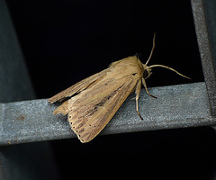 Webb's Wainscot