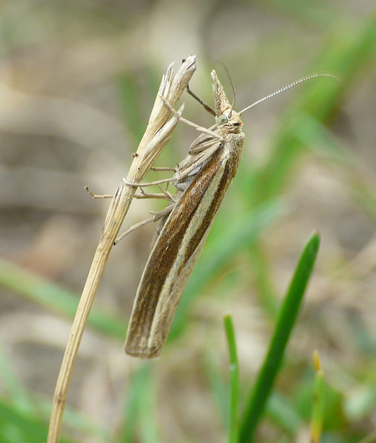 Agriphila tristella