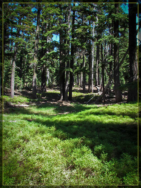 Dappled Meadow and Forest