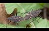 Box Elder Bugs Mating