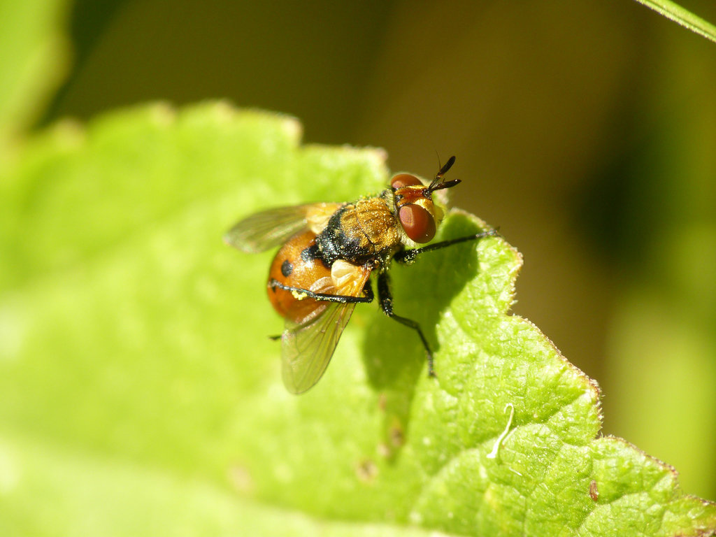 Gymnosoma rotundatum