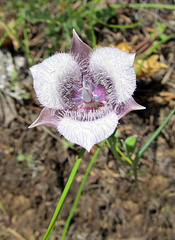 Mariposa Lily