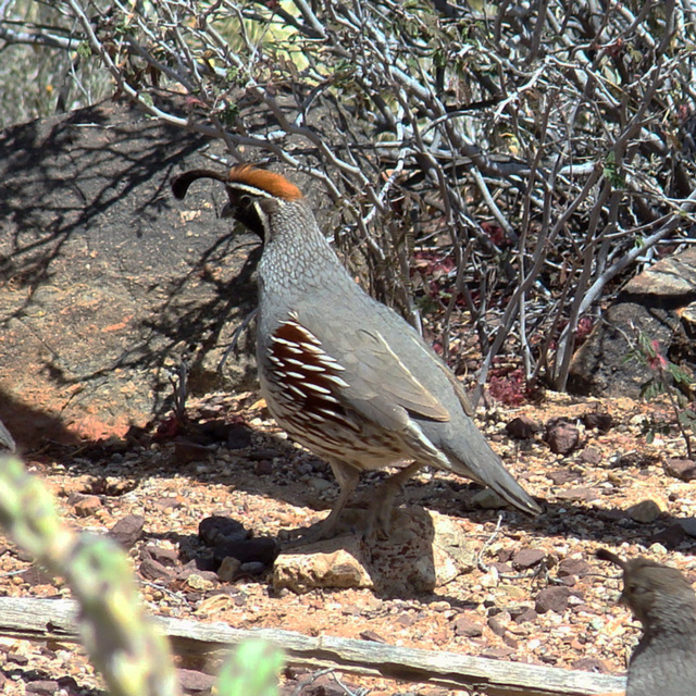 Gambrel's quail