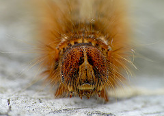 Oak Eggar Caterpillar Face