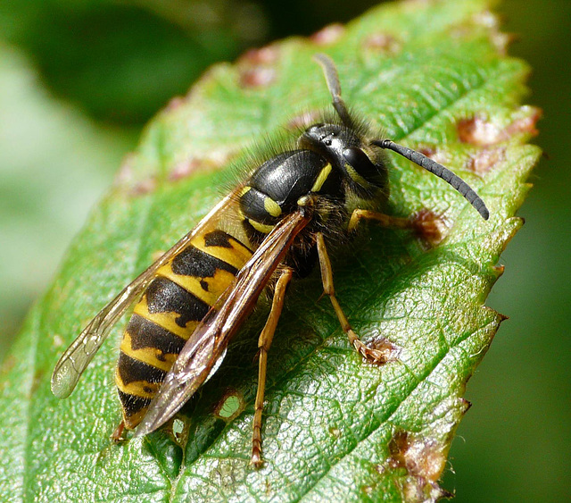 Common Wasp