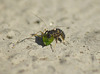 Patio Life: Ladybird Larva v Aphid