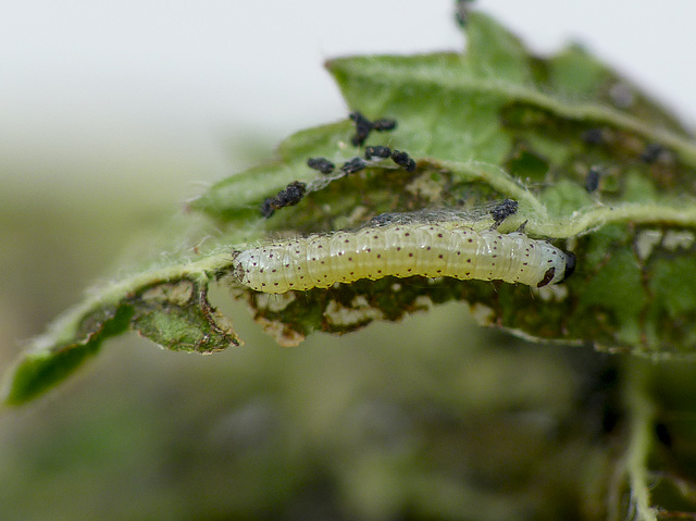 Common Quaker Caterpillar Around 2nd Instar