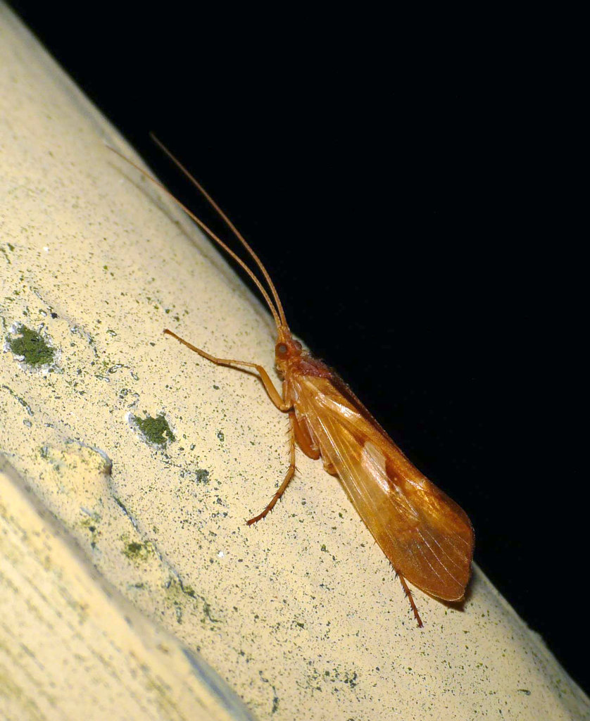 Limnephilus rhombicus -Caddis Fly 3