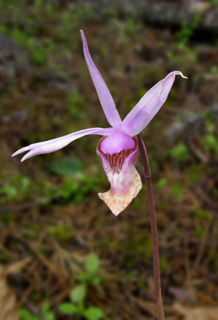 fairy slipper orchid