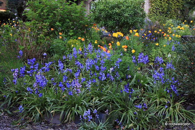 Courtyard Garden series - May 25th