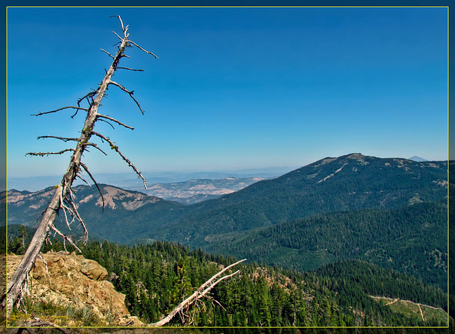 Tree Leaning over Vista