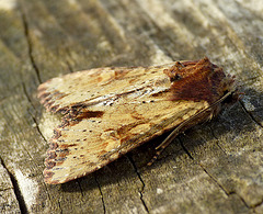 Clouded-bordered Brindle