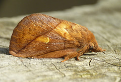 Drinker Moth Male