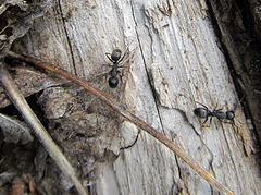 Pair of Ants on a Log