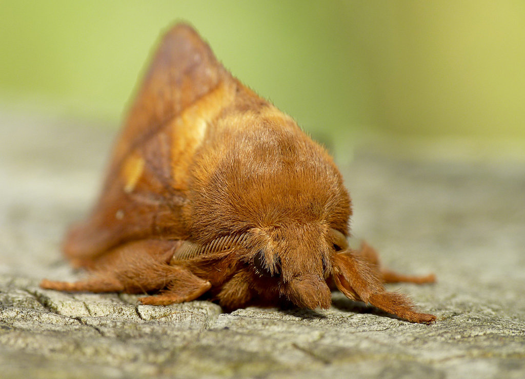 Drinker Moth