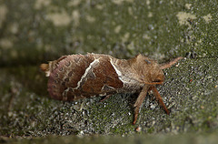 Orange Swift